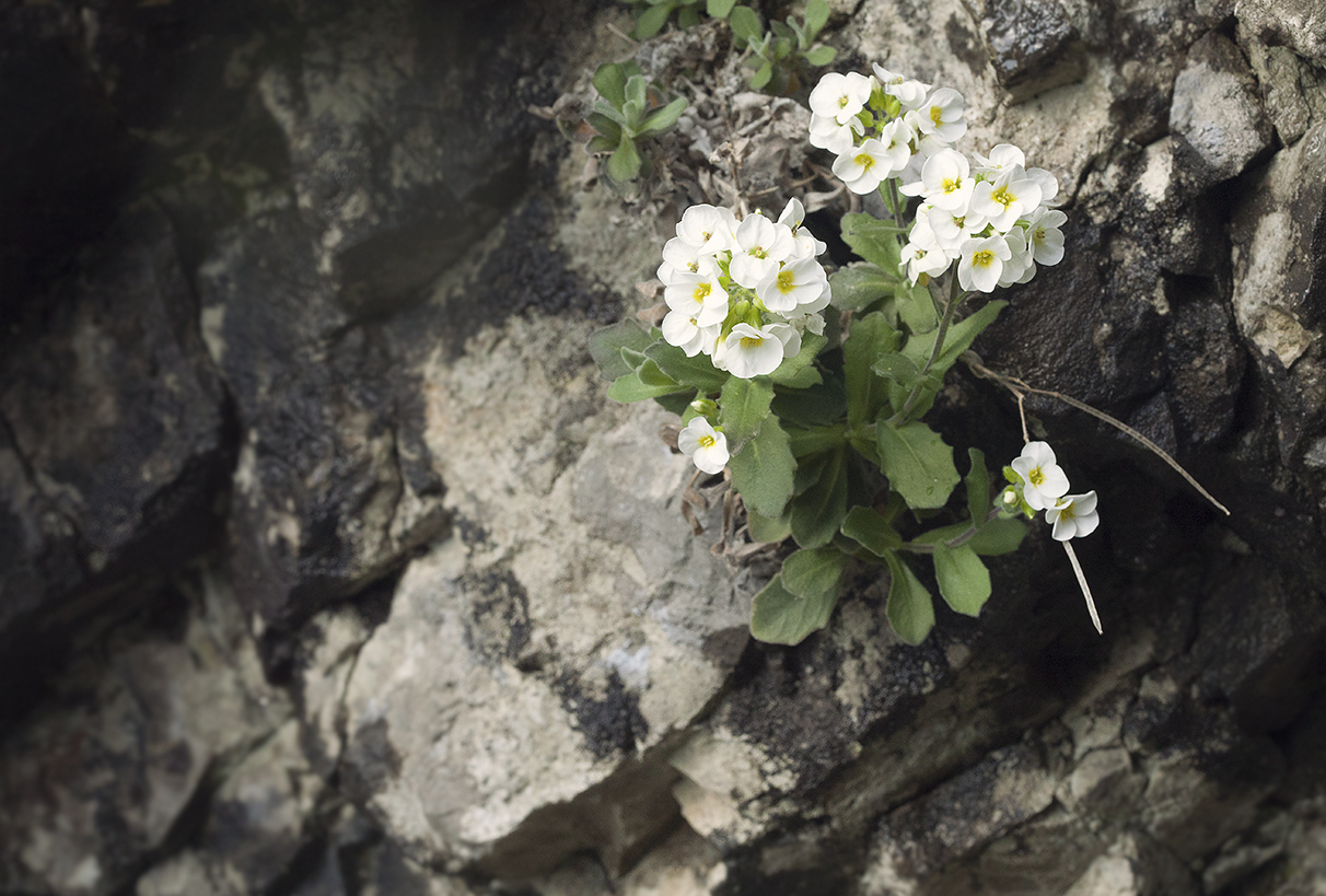 Image of Arabis caucasica specimen.