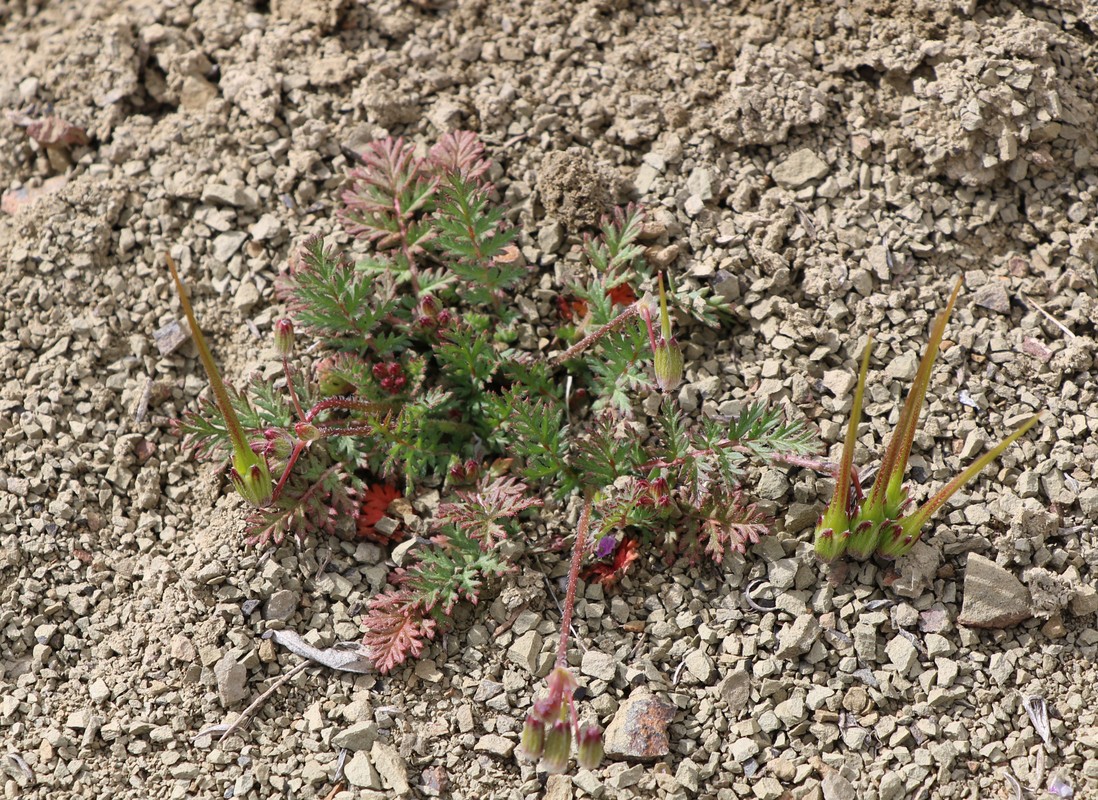 Image of Erodium turcmenum specimen.