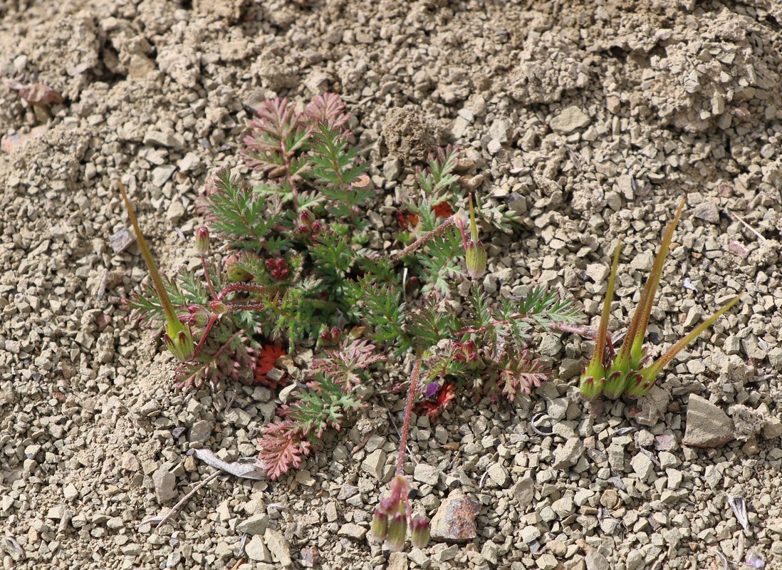 Изображение особи Erodium turcmenum.