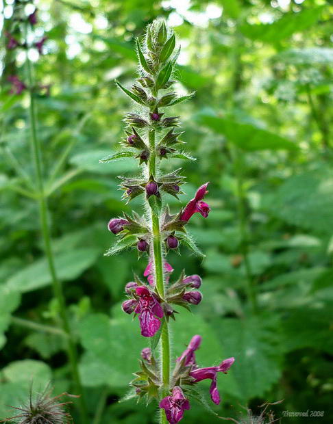 Image of Stachys sylvatica specimen.