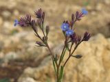 Anchusa thessala