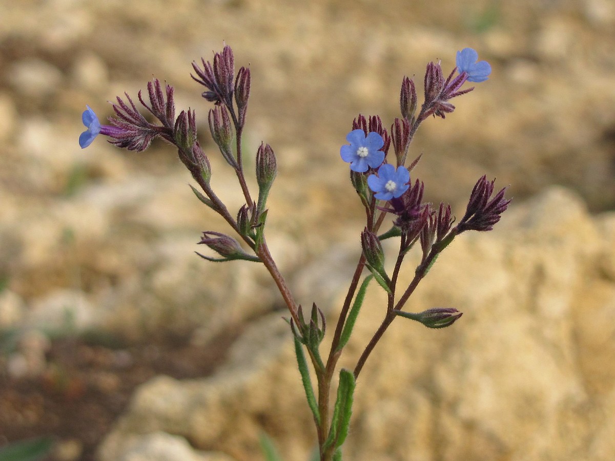 Image of Anchusa thessala specimen.