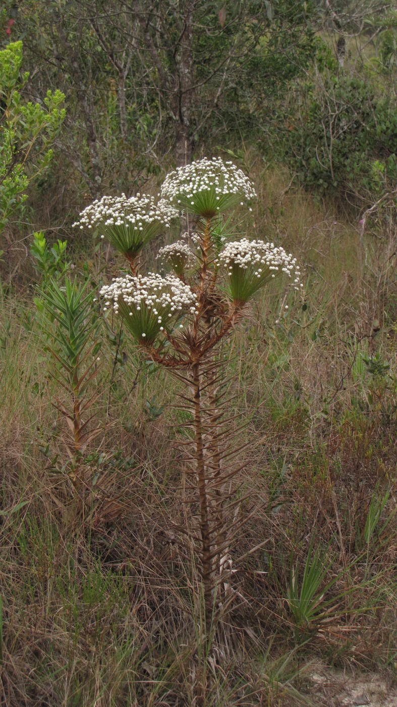 Image of genus Actinocephalus specimen.