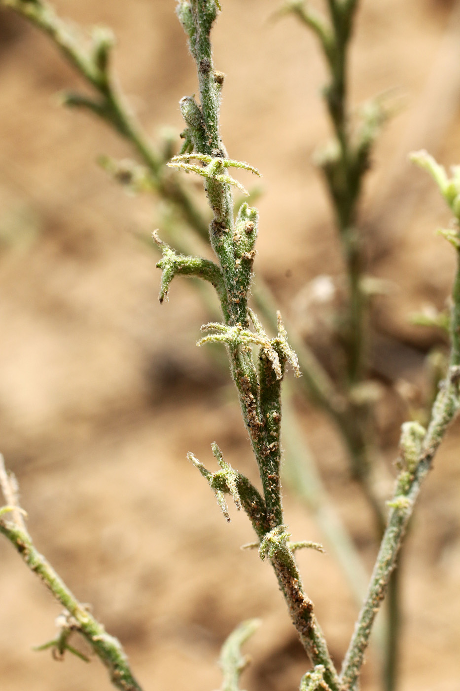 Image of Tetracme recurvata specimen.