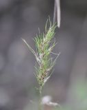 Poa bulbosa ssp. vivipara