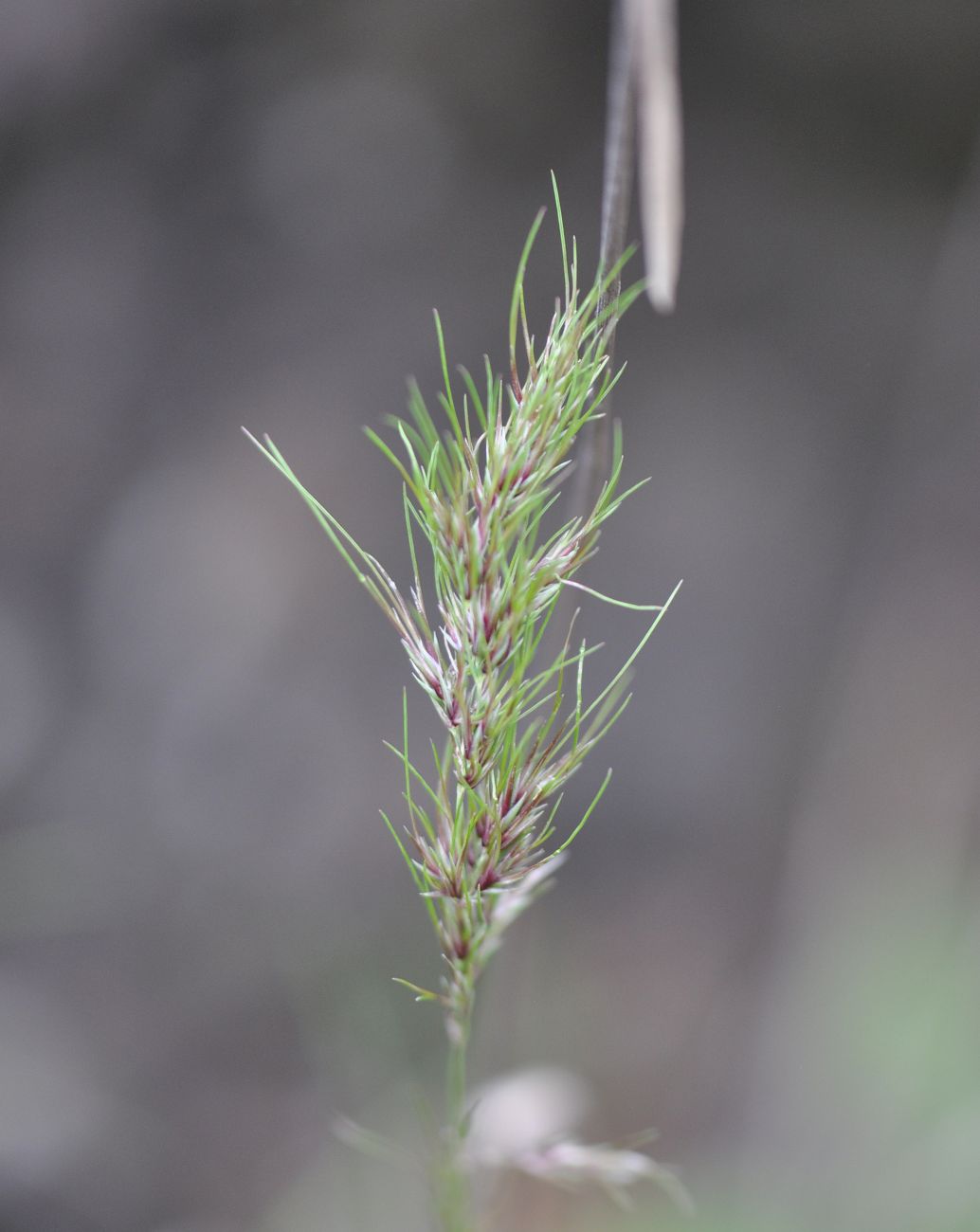 Изображение особи Poa bulbosa ssp. vivipara.