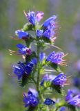 Echium vulgare. Верхушка соцветия. Краснодарский край, Черноморское побережье Кавказа, г. Новороссийск, окр. Суджукской лагуны, травостой. 29 мая 2019 г.