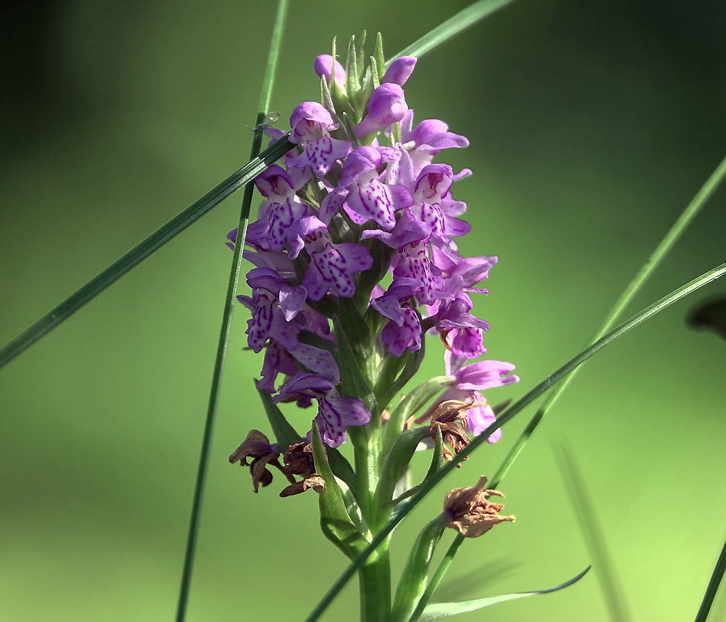 Изображение особи Dactylorhiza baltica.