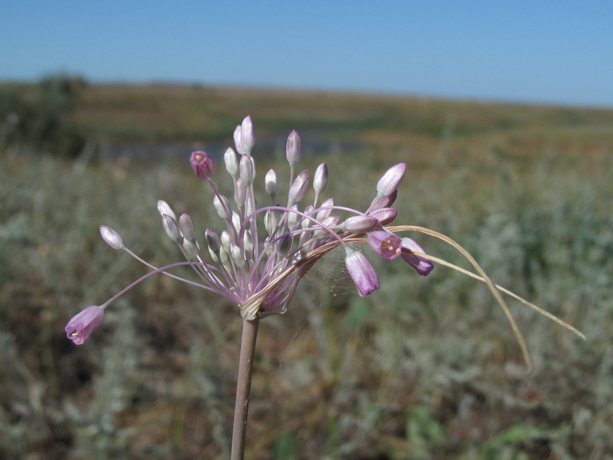 Image of Allium praescissum specimen.