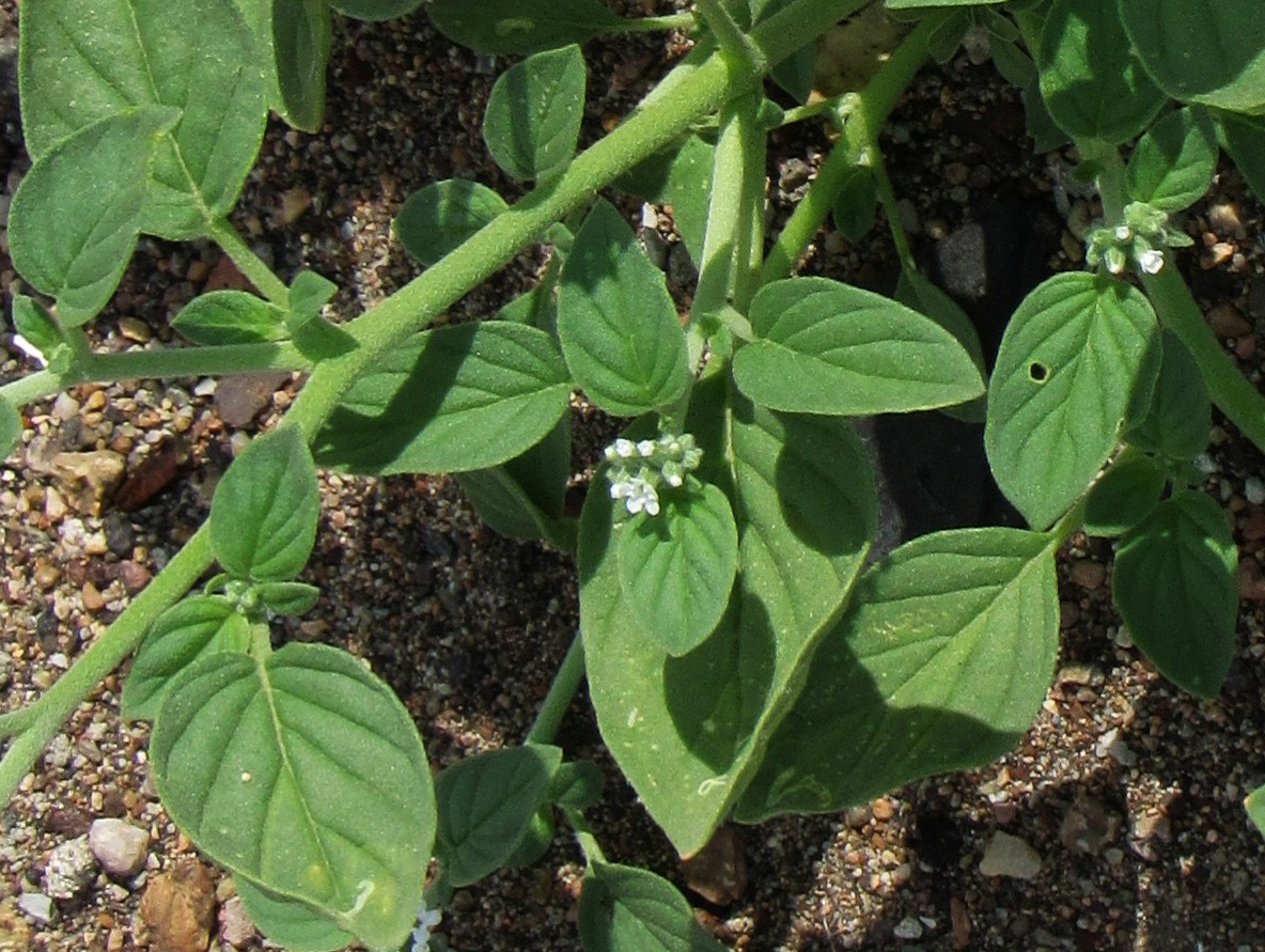 Изображение особи Heliotropium ellipticum.