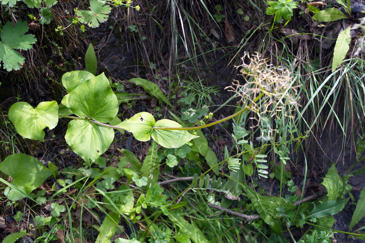 Изображение особи Valeriana tiliifolia.