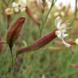 Silene supina