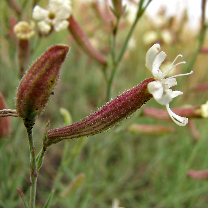 Image of Silene supina specimen.