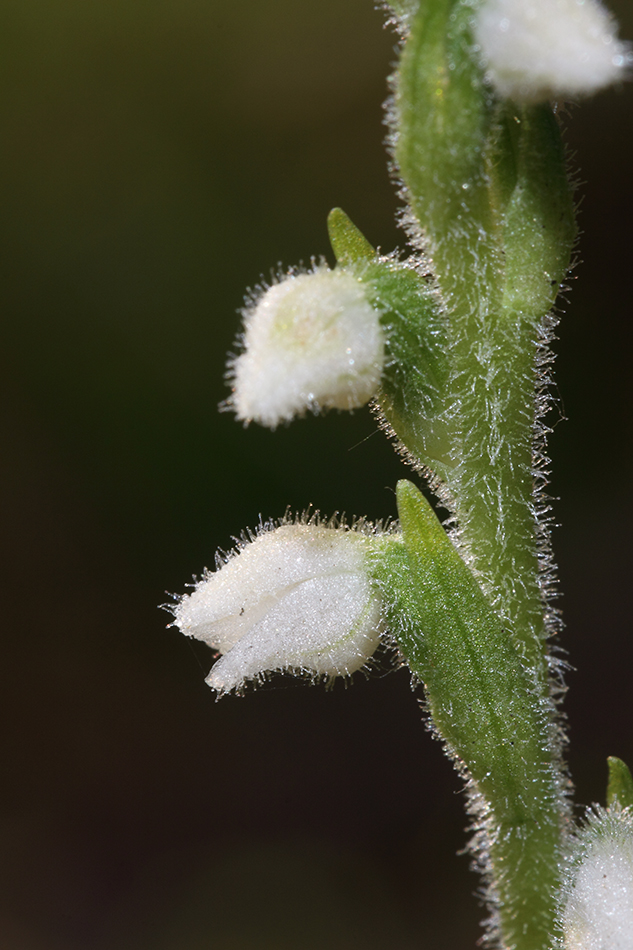 Image of Goodyera repens specimen.