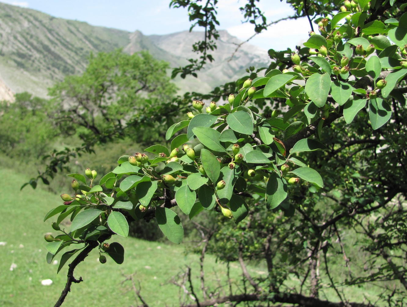 Image of Cotoneaster meyeri specimen.