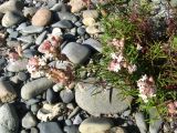 Silene amoena