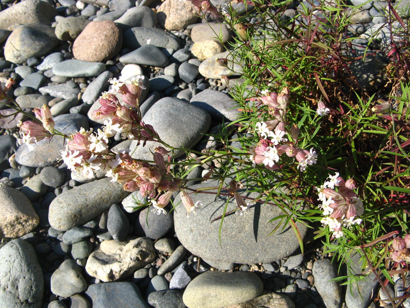 Image of Silene amoena specimen.