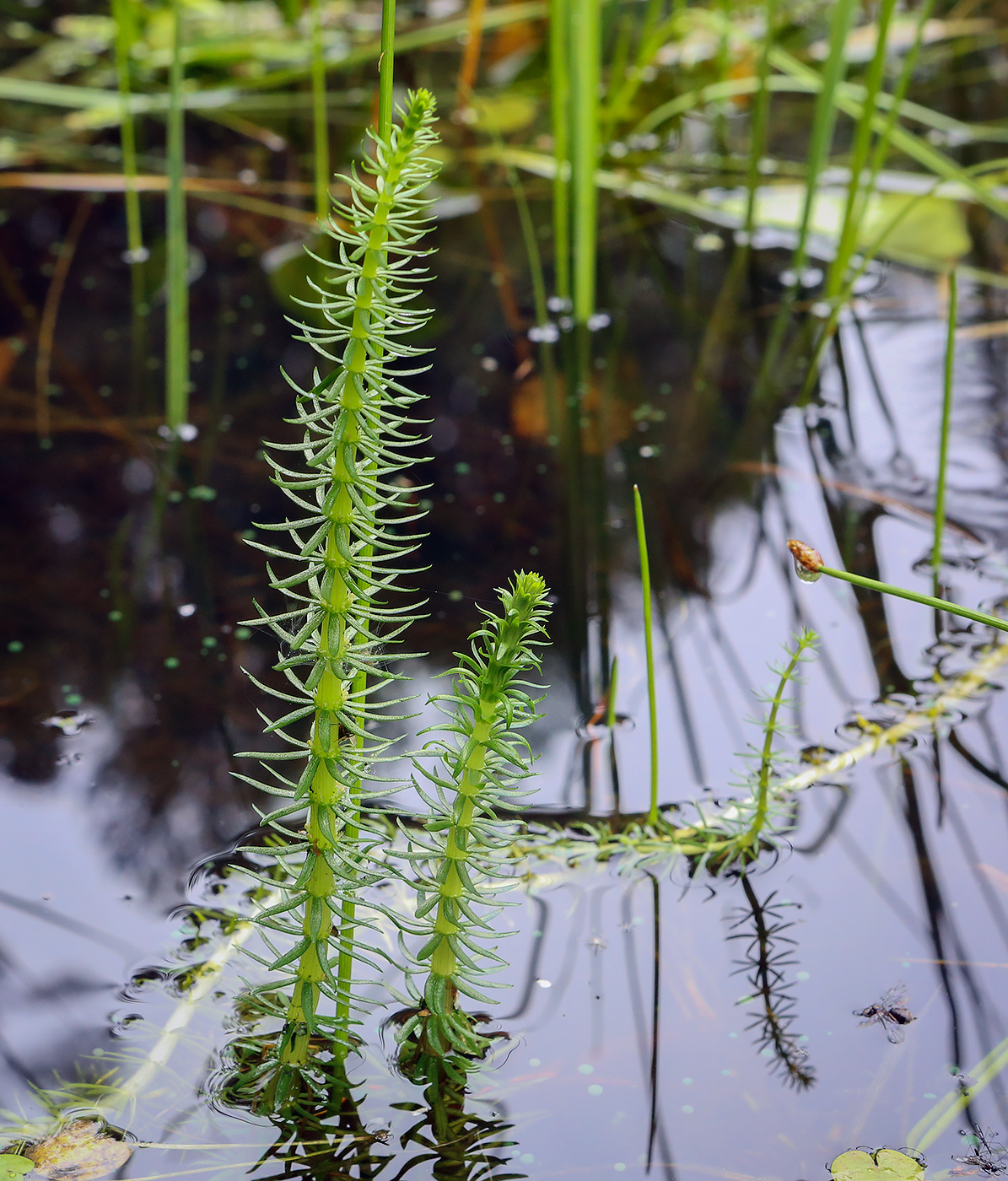 Изображение особи Hippuris vulgaris.