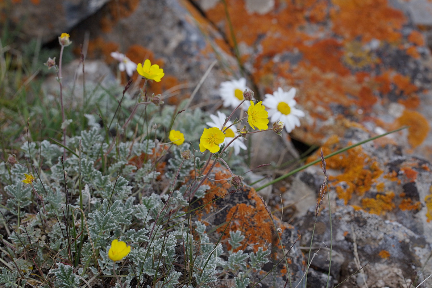 Изображение особи Potentilla pamiroalaica.