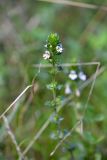 Euphrasia brevipila