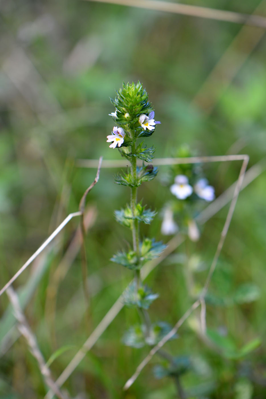 Изображение особи Euphrasia brevipila.