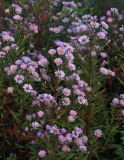 Symphyotrichum novi-belgii