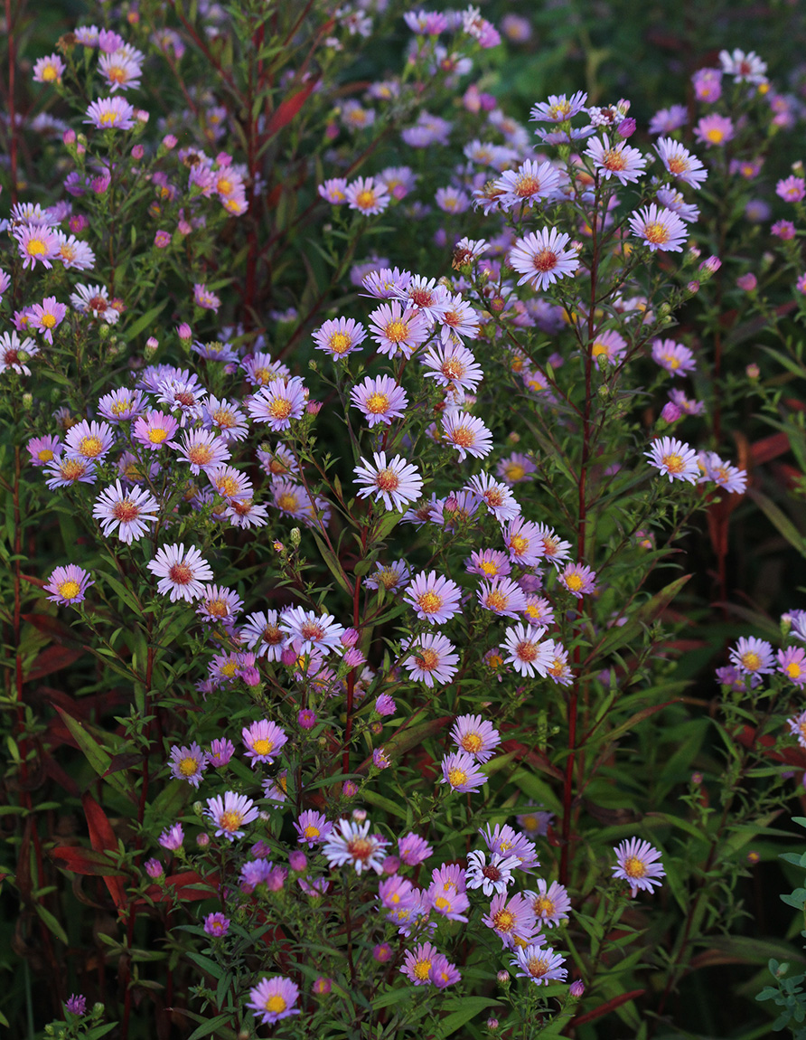 Image of Symphyotrichum novi-belgii specimen.