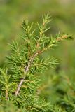 Juniperus hemisphaerica. Верхушка веточки. Республика Адыгея, Майкопский р-н, окр. с. Новопрохладное (Сахрай), хр. Передовой, восточный склон горы Западный Ачешбок, 2080 м н.у.м., субальпийский кустарниковый пояс. 23.05.2019.