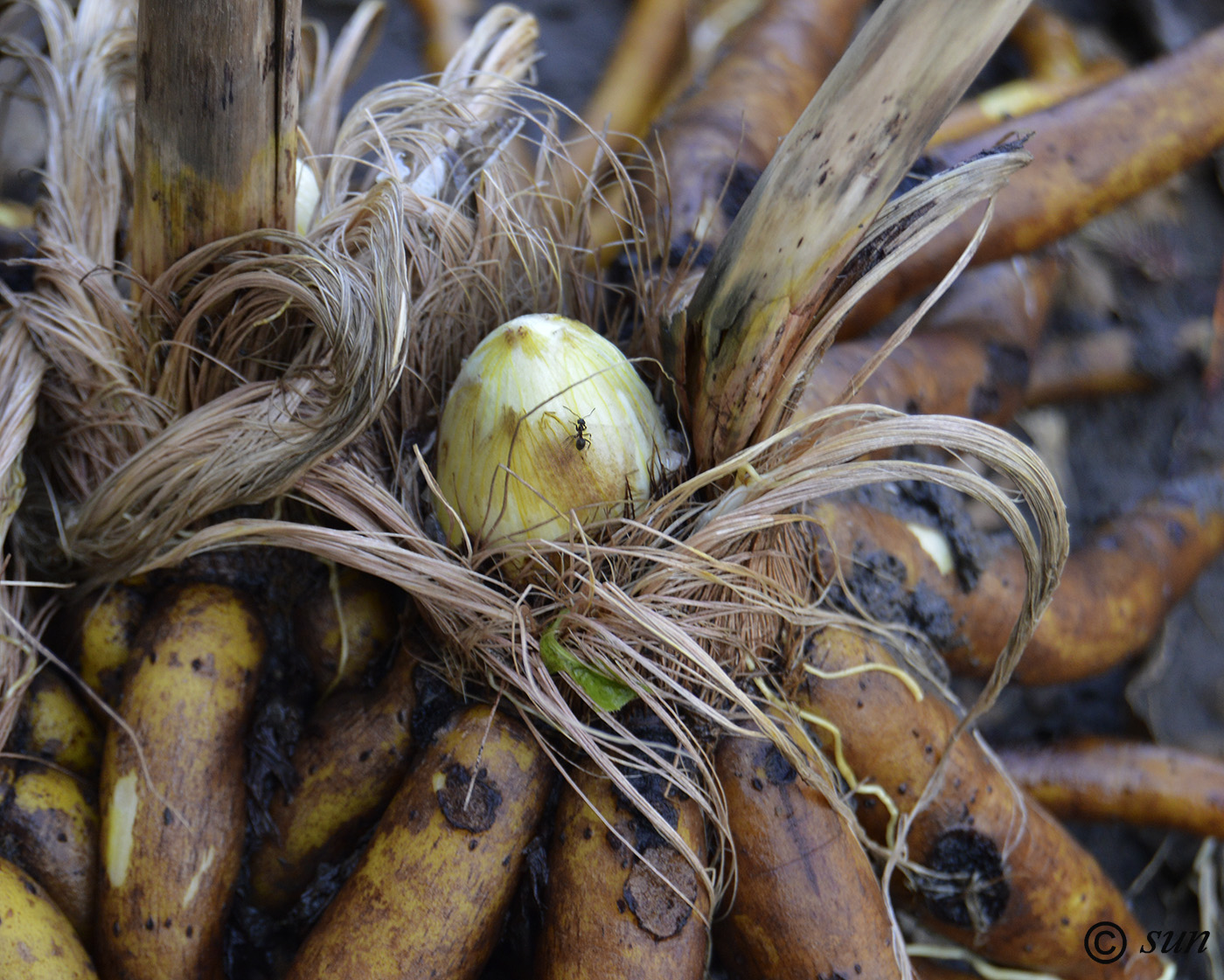 Изображение особи Eremurus robustus.