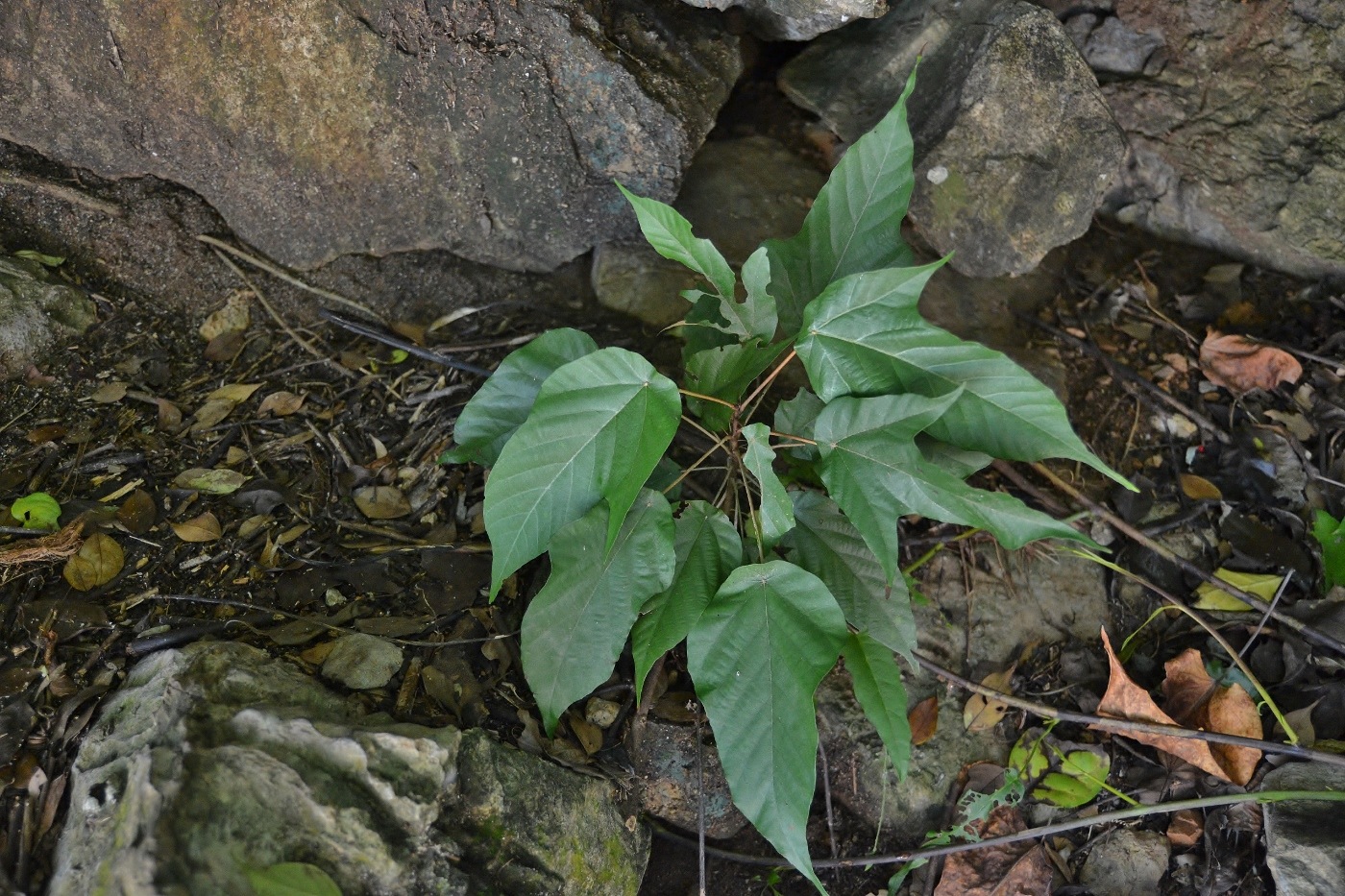 Изображение особи семейство Sterculiaceae.