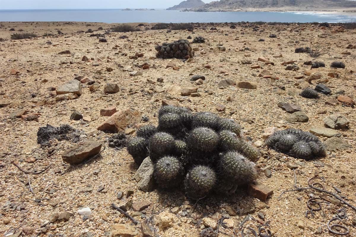 Изображение особи Copiapoa cinerascens.