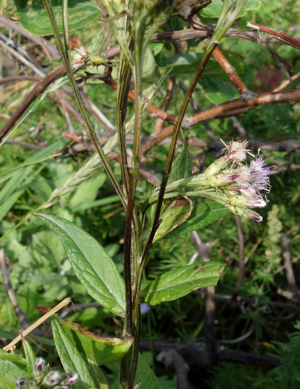 Изображение особи Saussurea sachalinensis.