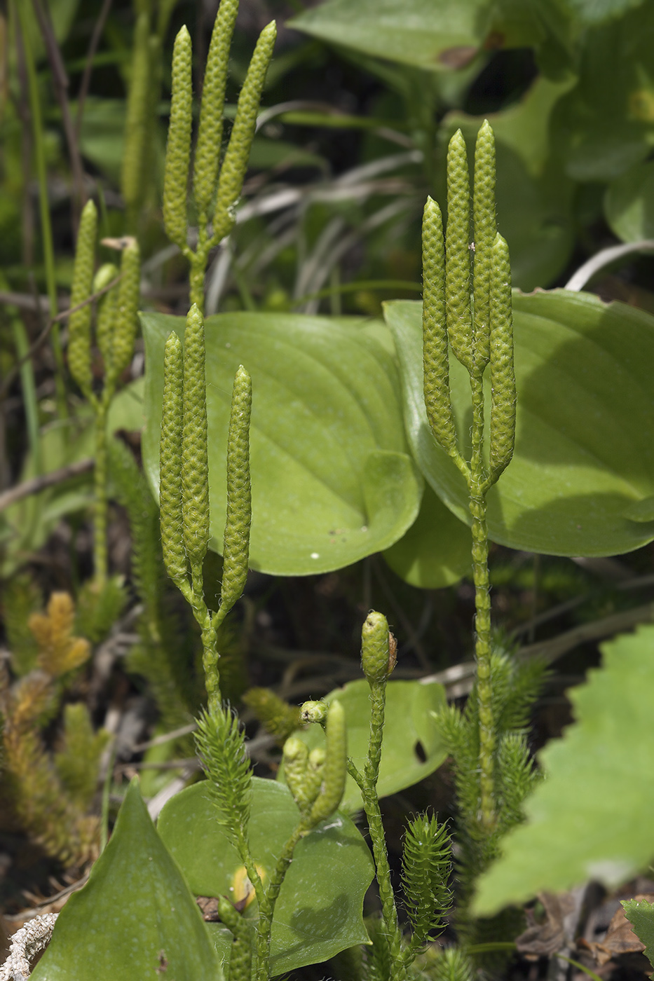 Image of Lycopodium clavatum specimen.