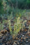 genus Artemisia. Вегетирующее растение. Челябинская обл., Кизильский р-н, Богдановское сельское поселение, пос. Грязнушинский, долина р. Урал, галечный берег. 12 июня 2019 г.