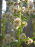 Conyza canadensis