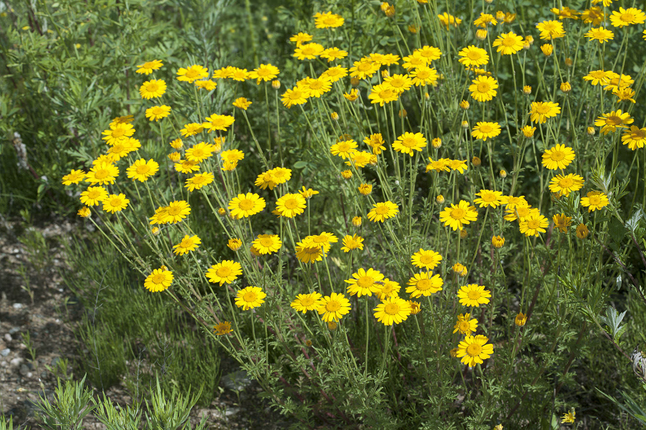 Image of Anthemis tinctoria specimen.