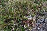род Salix