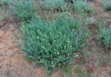 Tanacetum achilleifolium