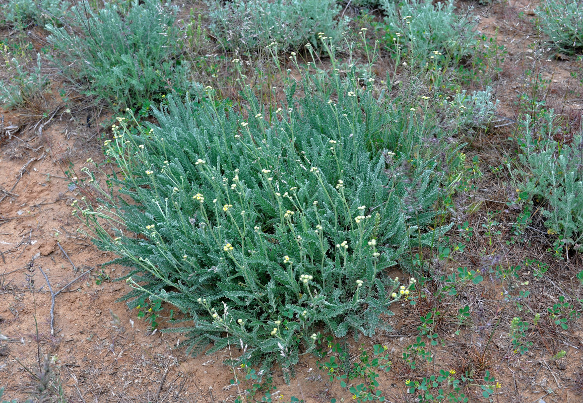 Image of Tanacetum achilleifolium specimen.