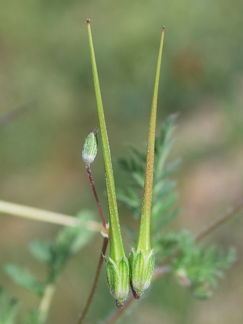 Изображение особи Erodium ciconium.