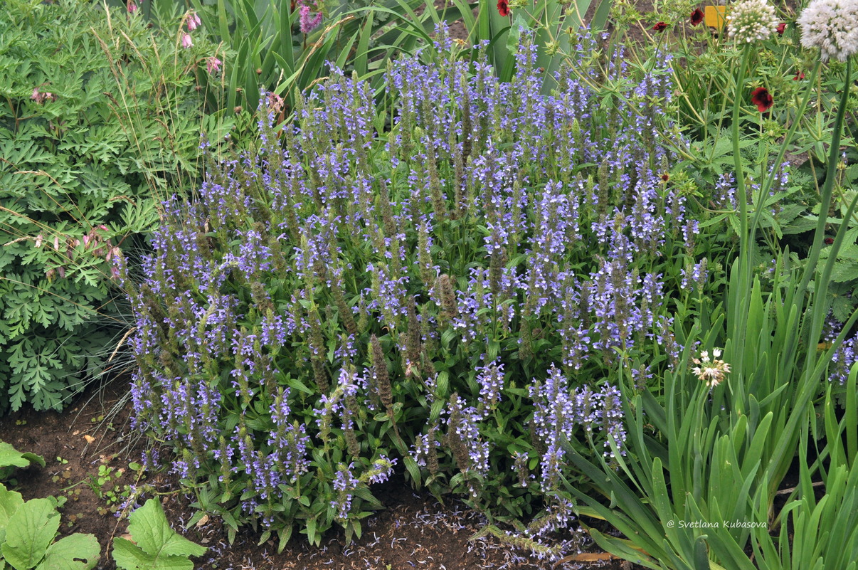 Изображение особи Nepeta nervosa.