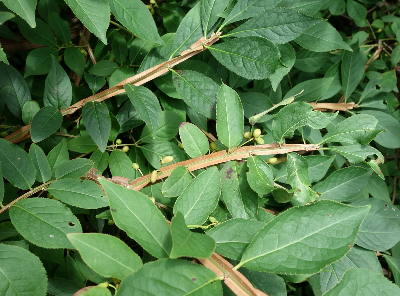 Изображение особи Euonymus sacrosanctus.