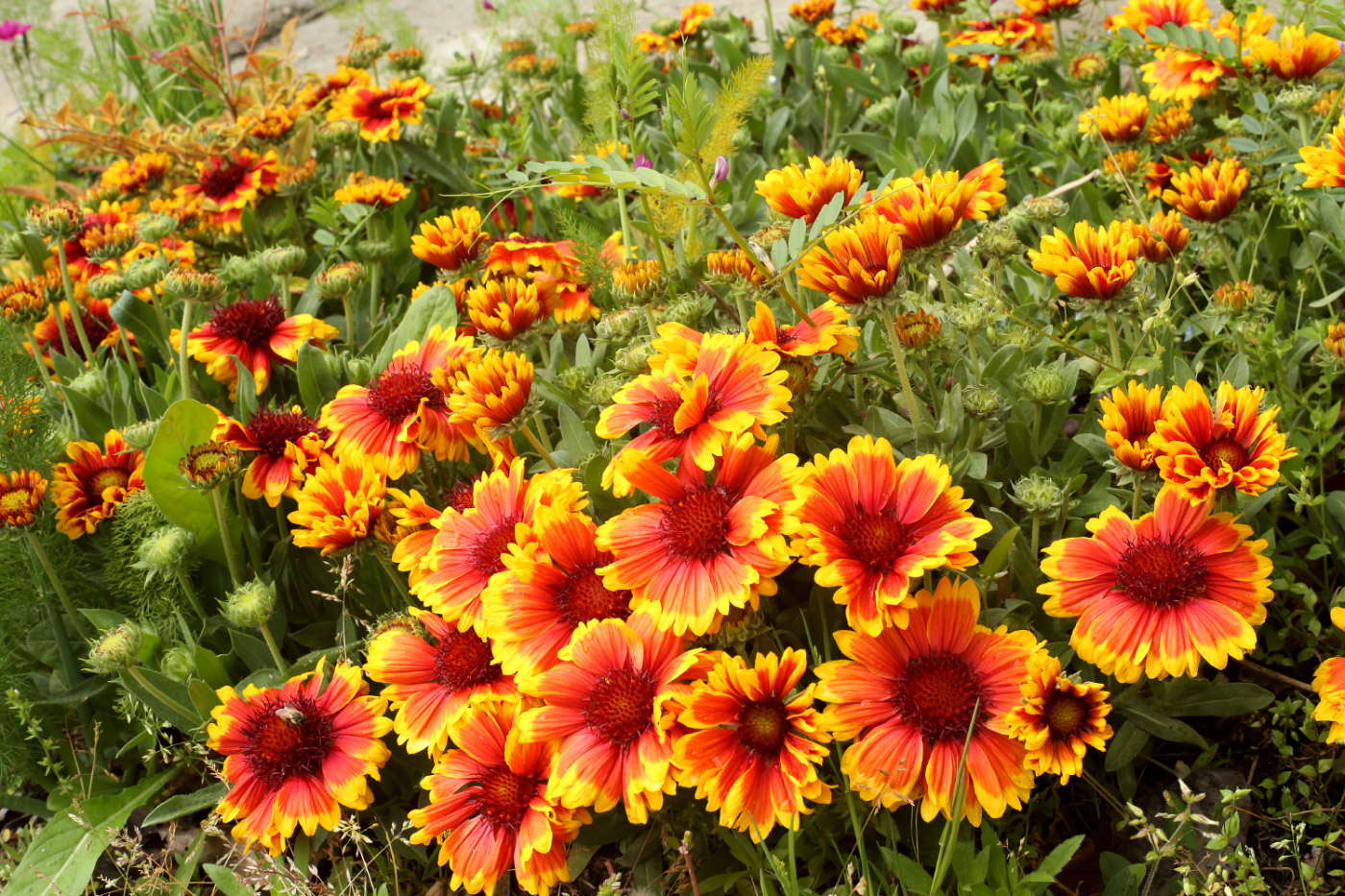 Изображение особи Gaillardia aristata.