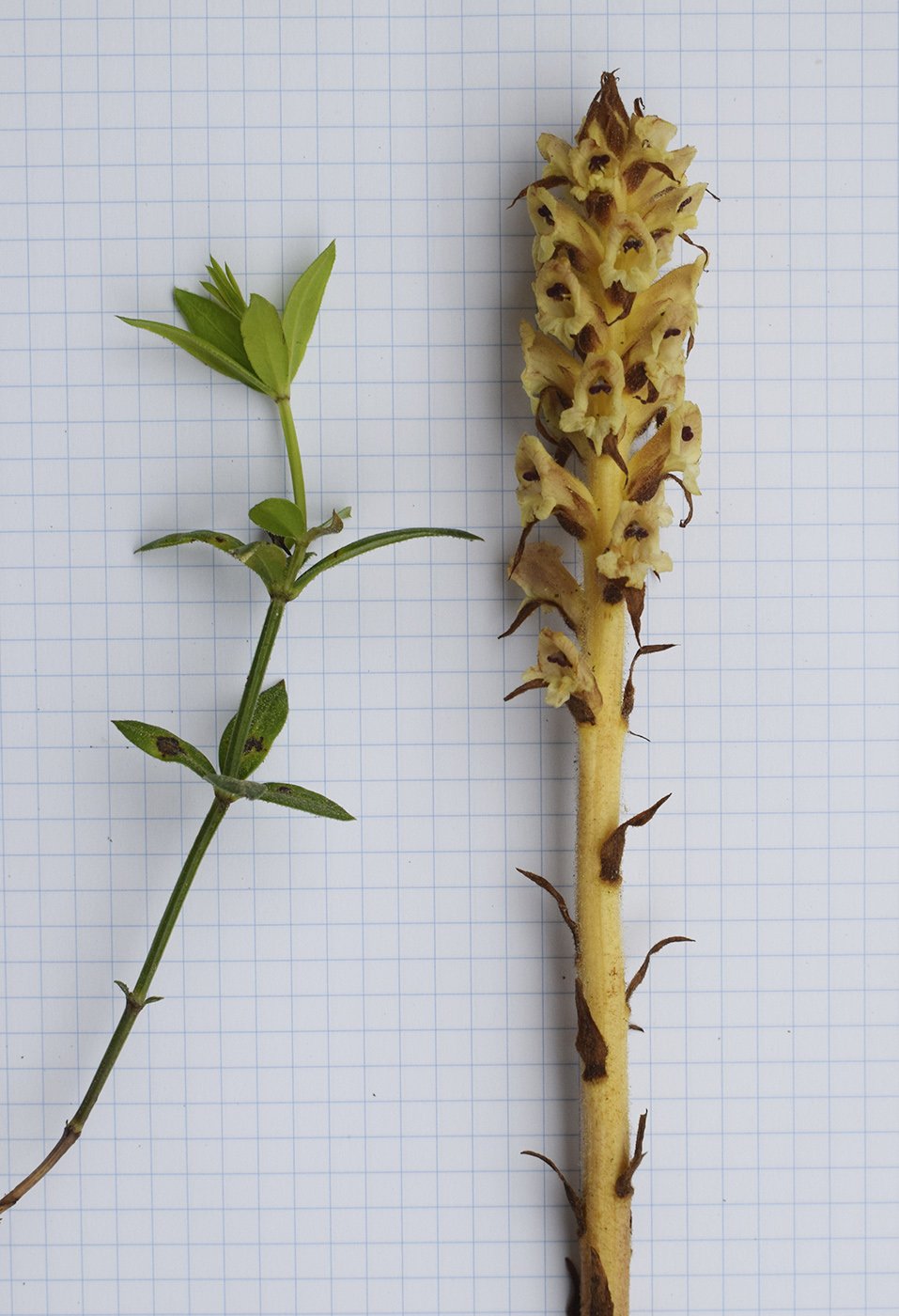 Image of Orobanche clausonis specimen.