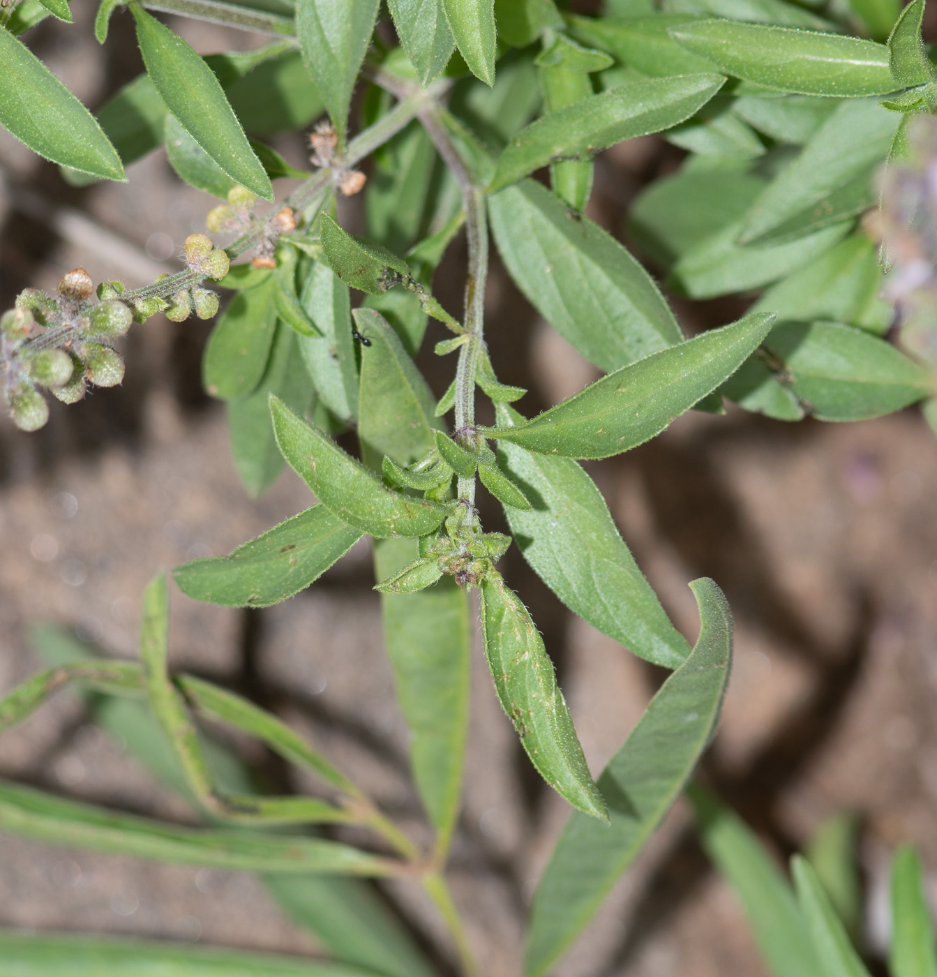 Image of Ocimum americanum specimen.