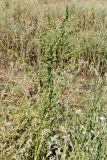 Rumex drobovii