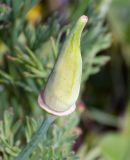 Eschscholzia californica