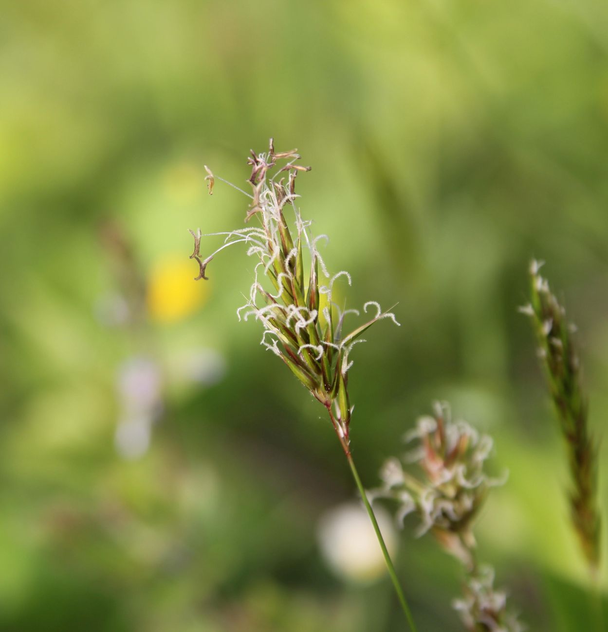 Image of Anthoxanthum odoratum specimen.