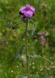 Cirsium helenioides