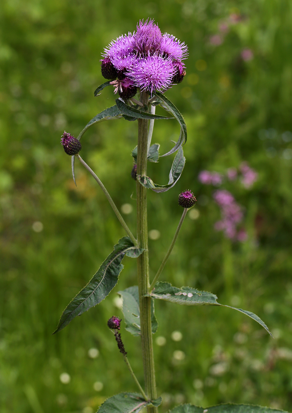 Изображение особи Cirsium helenioides.